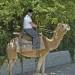Camel Ride2 75x75 - Kid's Party