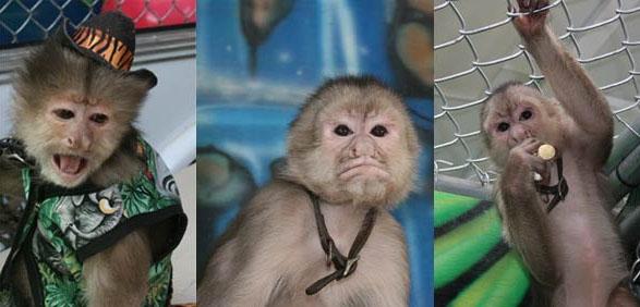 capuchin - Organ Grinder &amp; Monkey
