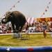 Elephant Rides and Acts ea23 75x75 - Elephant Rides and Acts