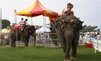 er6 203x122 custom - Elephant Rides and Acts