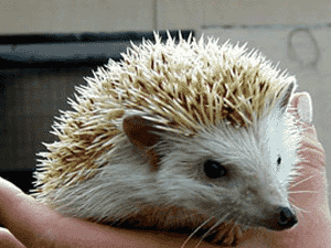 hedgehog big1 - Wildlife Shows