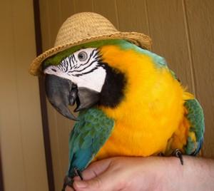parrot in a hat sm1 - Exotic Bird Act