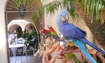 parrot party 21 350x210 - Exotic Bird Act