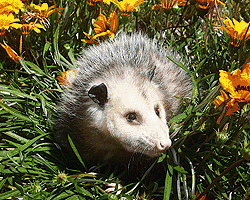 possum1 - Wildlife Shows
